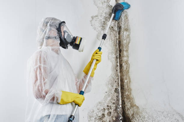 Mold Remediation for Vacation Homes in West Newton, PA